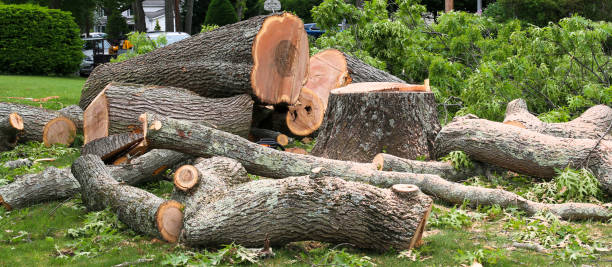 Best Tree Trimming and Pruning  in Chadwicks, NY