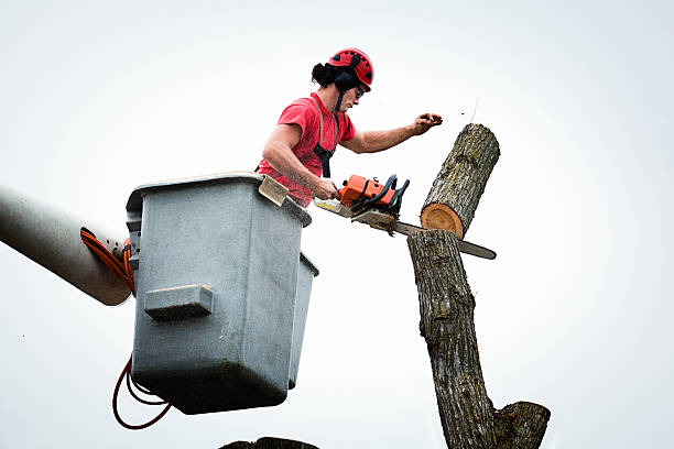 Best Tree Preservation Services  in Chadwicks, NY